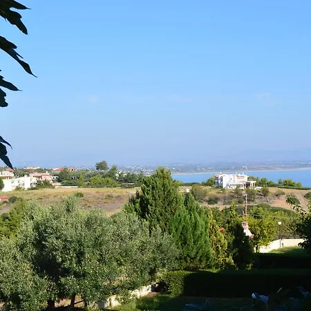 Morus Alba Summer